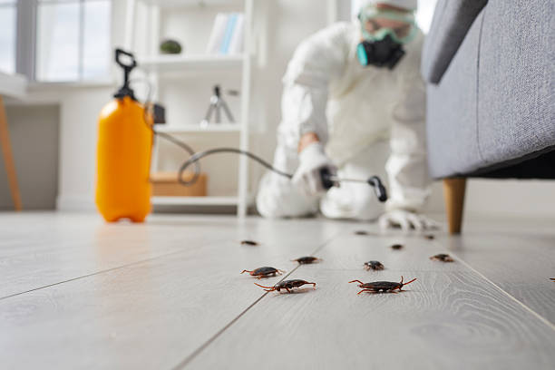 Post-Treatment Bed Bug Interceptor Monitoring in Clarksdale